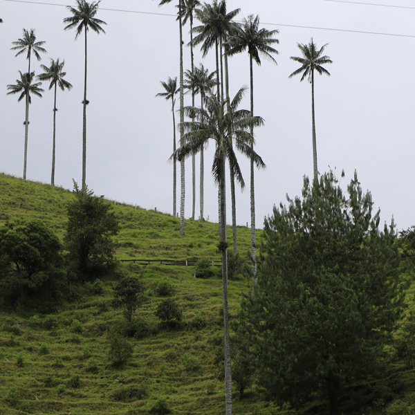 Quindío y Risaralda